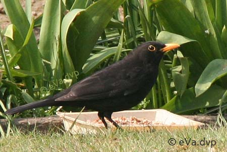 Blackbird