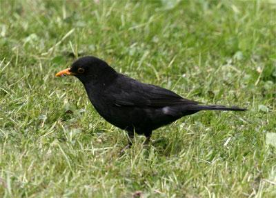 Blackbird