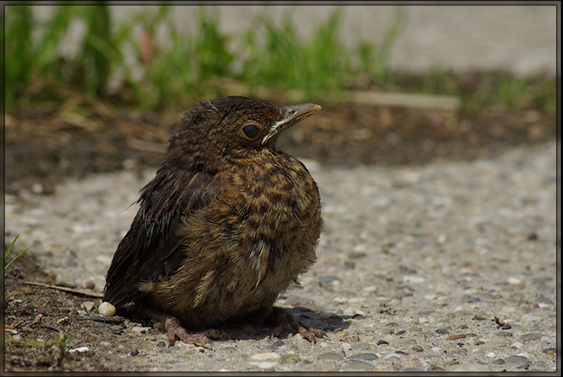 Blackbird bird graphics