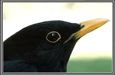 Blackbird bird graphics