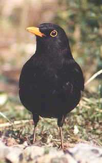 Blackbird