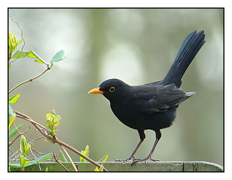 Blackbird bird graphics