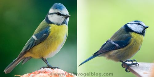 Blue tit bird graphics