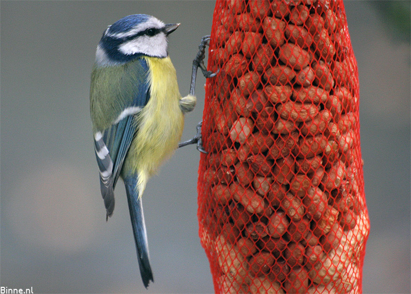 Blue tit