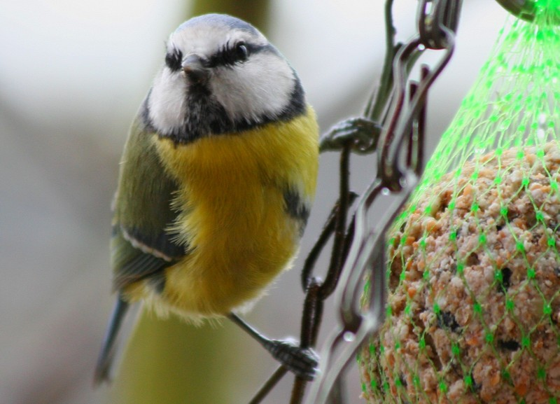 Blue tit