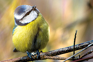 Blue tit bird graphics