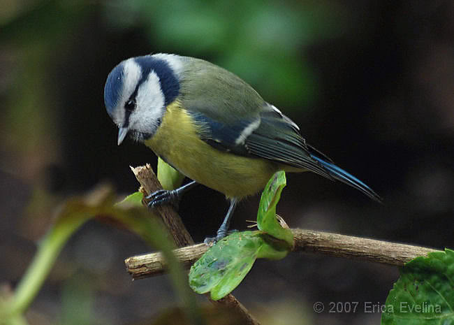 Blue tit bird graphics