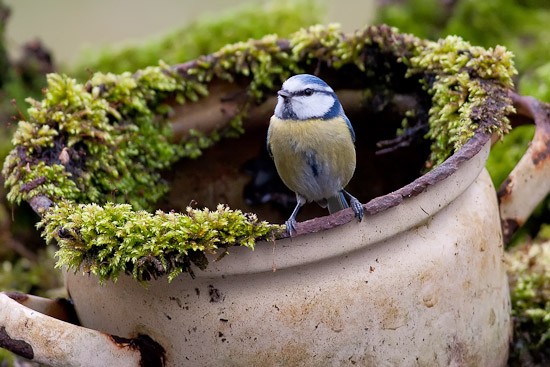 Blue tit bird graphics