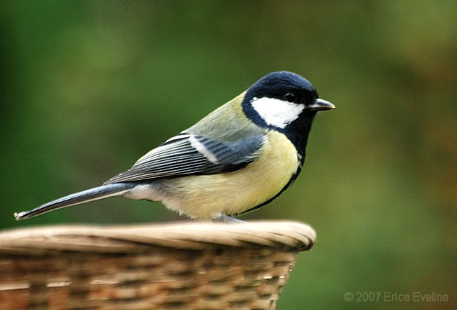 Blue tit