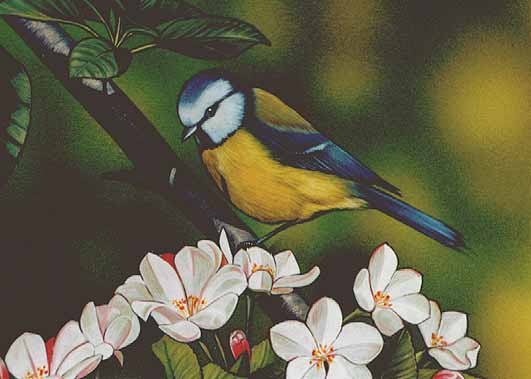 Blue tit bird graphics