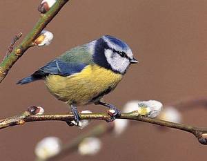 Blue tit bird graphics