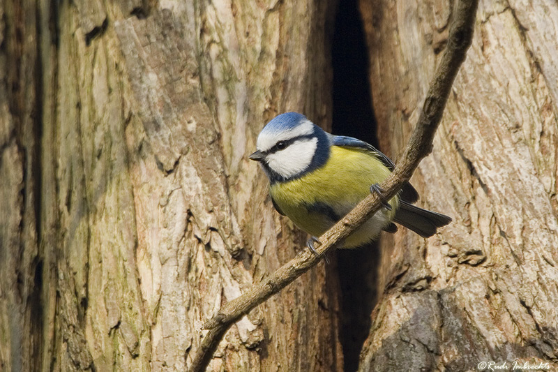 Blue tit bird graphics