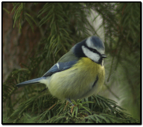 Blue tit bird graphics