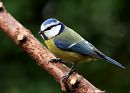 Blue tit