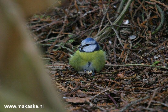 Blue tit bird graphics