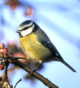 Blue tit bird graphics