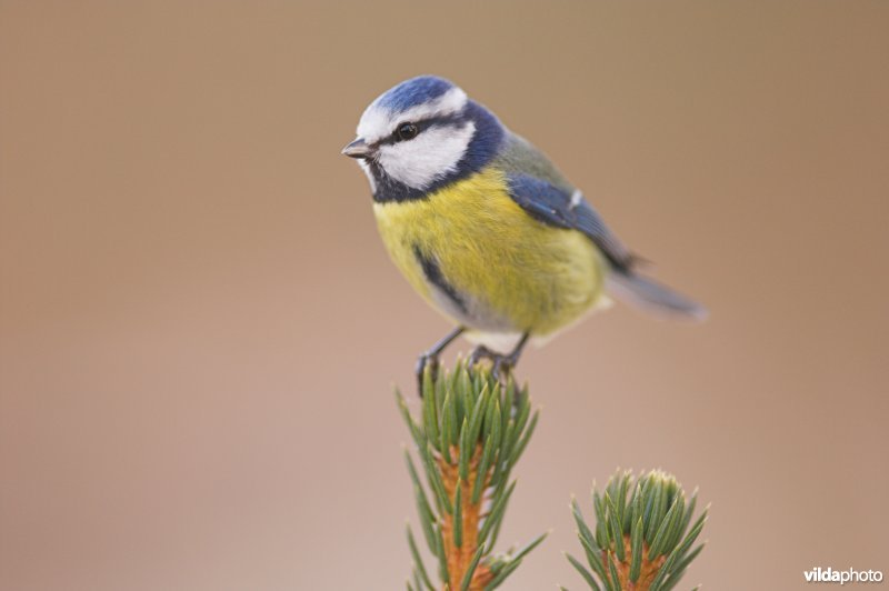 Blue tit