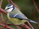 Blue tit bird graphics