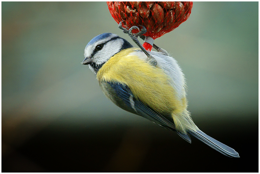 Blue tit