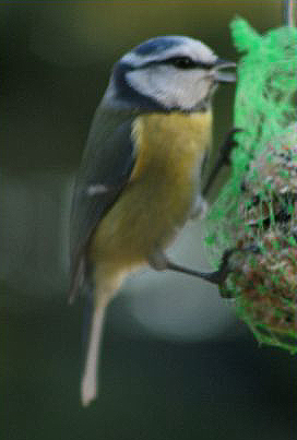 Blue tit bird graphics