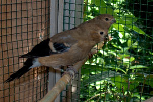 Bullfinch