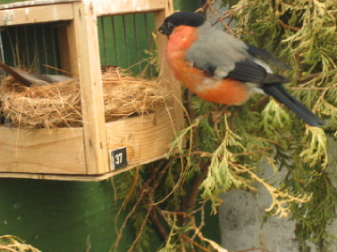 Bullfinch