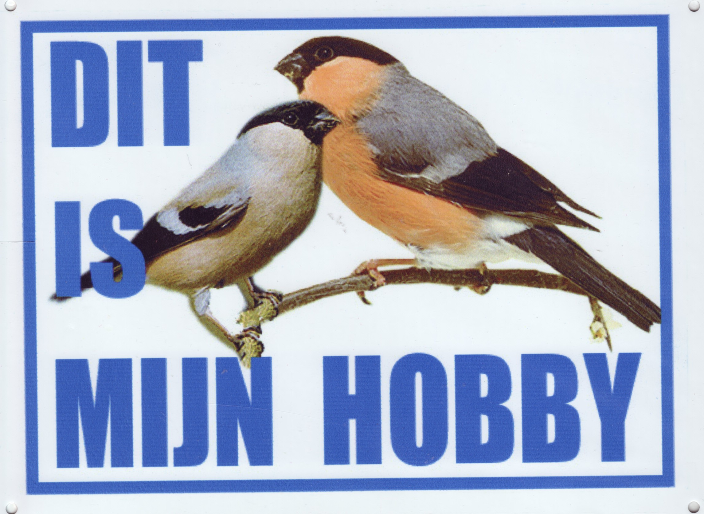 Bullfinch bird graphics