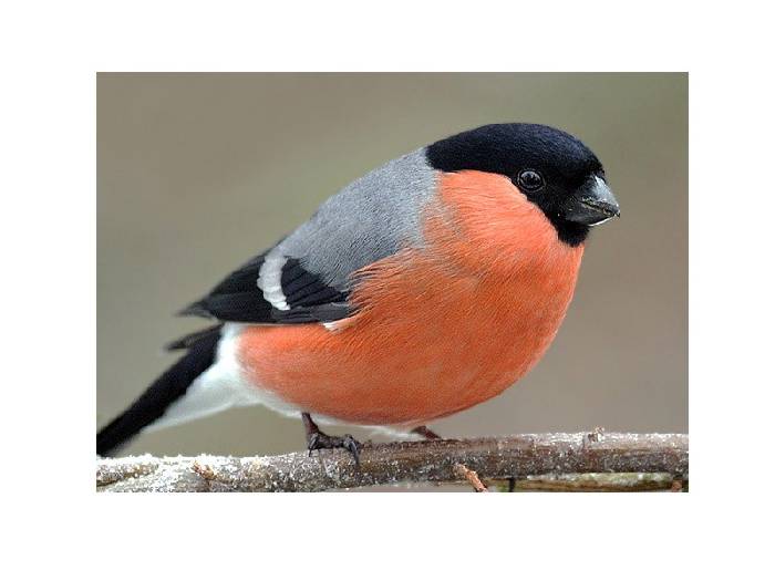 Bullfinch bird graphics