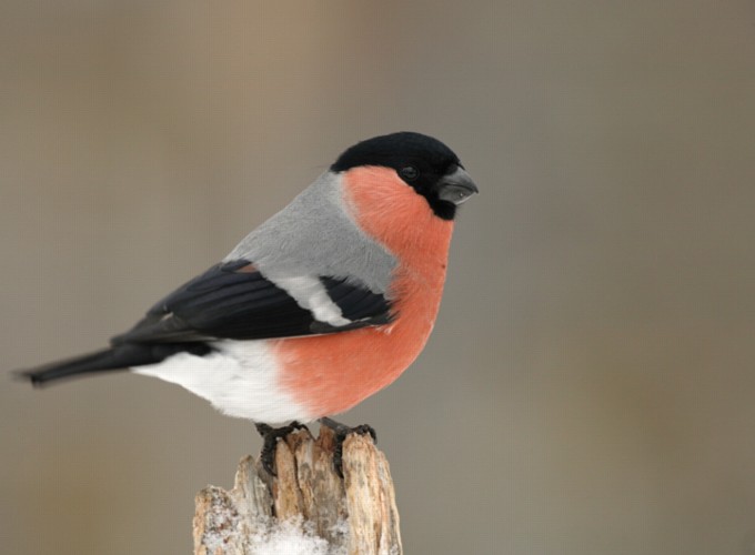 Bullfinch bird graphics