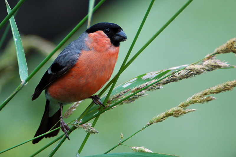 Bullfinch bird graphics