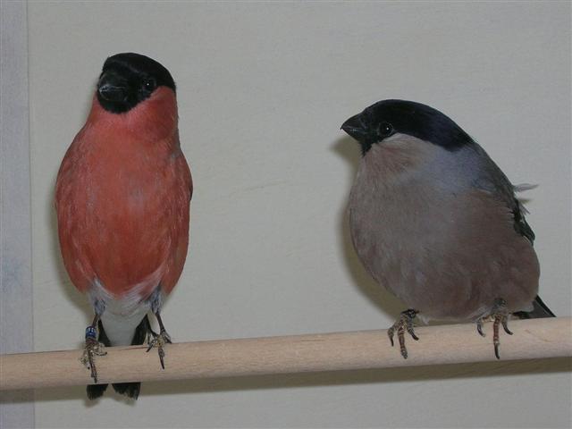 Bullfinch