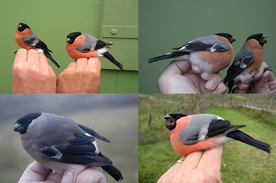 Bullfinch bird graphics