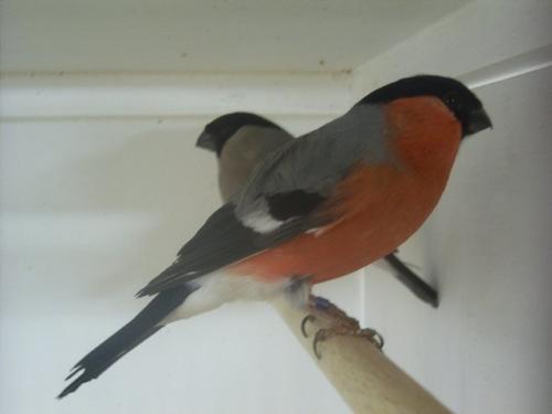 Bullfinch bird graphics