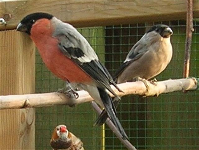 Bullfinch bird graphics