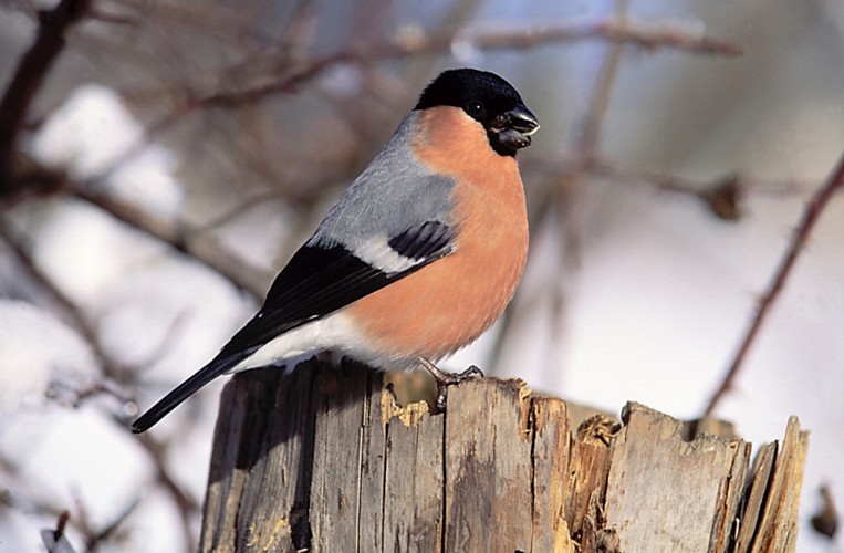 Bullfinch bird graphics