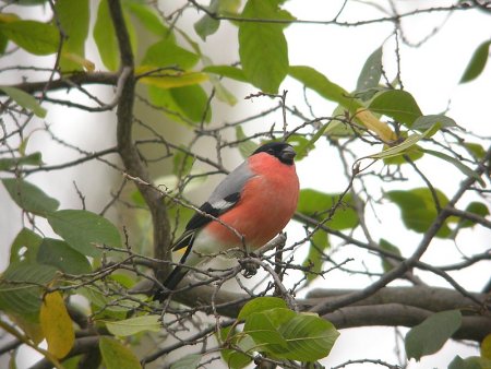 Bullfinch bird graphics