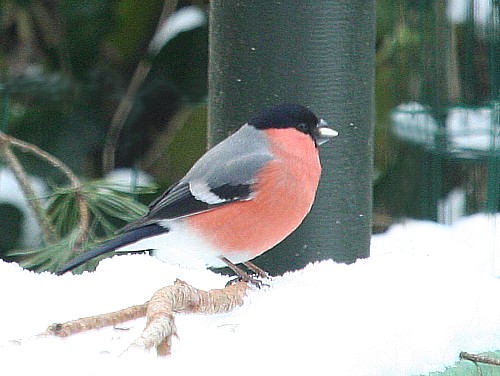 Bullfinch bird graphics