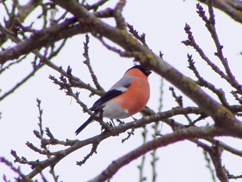 Bullfinch bird graphics