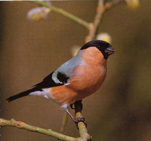 Bullfinch bird graphics