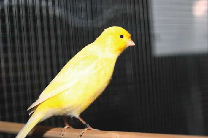 Canary bird graphics