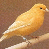 Canary bird graphics