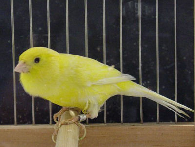 Canary