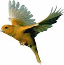 Canary bird graphics