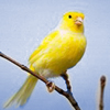 Canary bird graphics