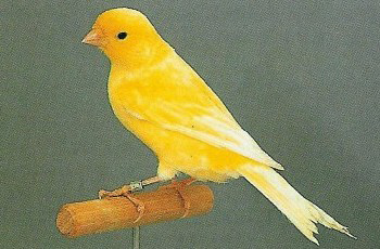 Canary bird graphics