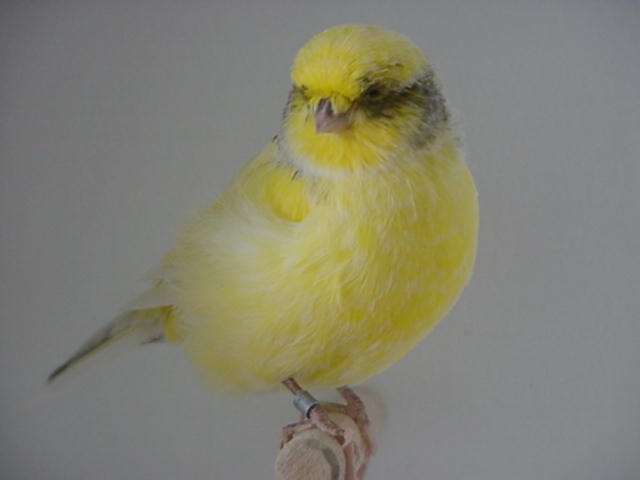 Canary