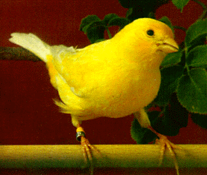 Canary