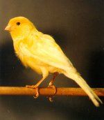 Canary bird graphics