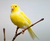 Canary bird graphics