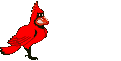 Cardinal bird graphics